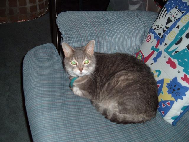 3975 Lesley's cat Sassy on couch Sassy sitting on the couch